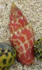 Mitra stictica