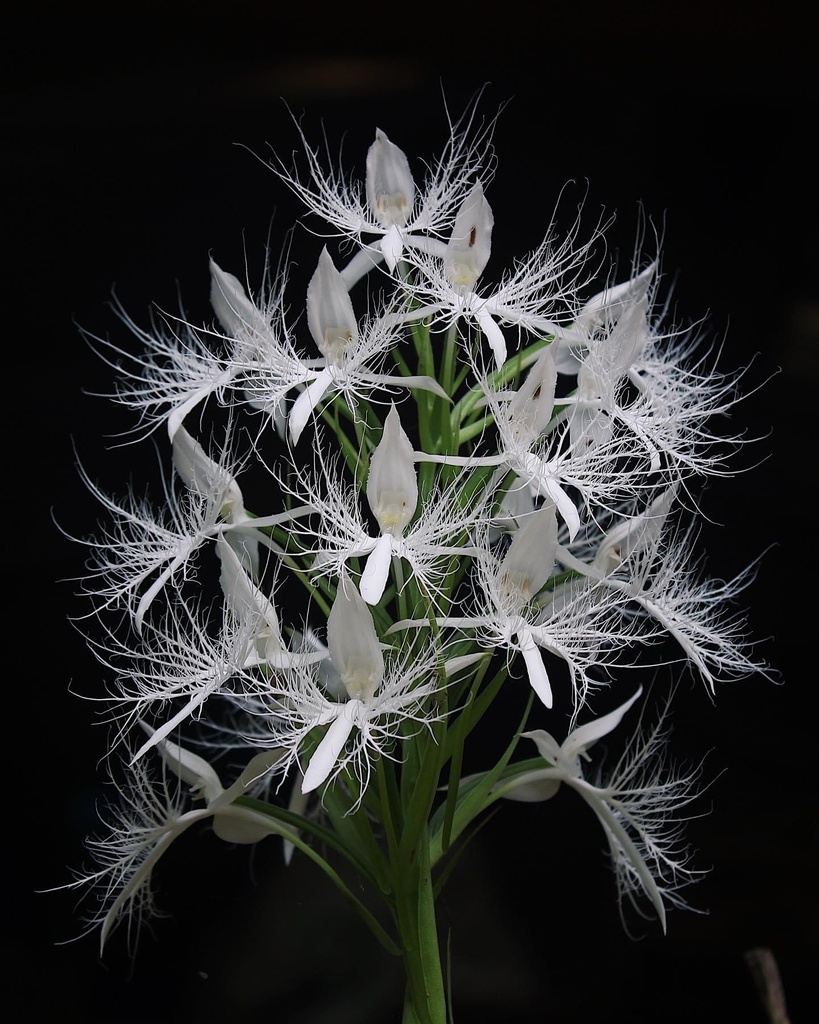 Habenaria trichosantha