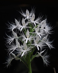 Habenaria trichosantha