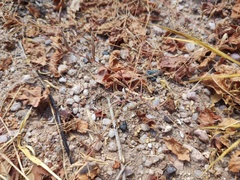 Litaneutria ocularis