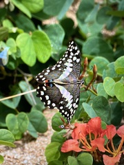 Papilio demodocus demodocus