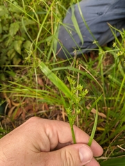 Juncus prismatocarpus