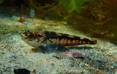 Vieja Thornfish photo 5