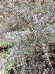 Leptospermum lanigerum