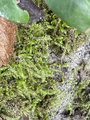 Rhynchostegium serrulatum