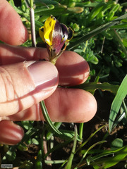 Hesperantha vaginata