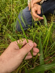 Juncus prismatocarpus