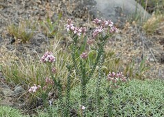 Acantholippia seriphioides
