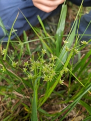 Juncus prismatocarpus