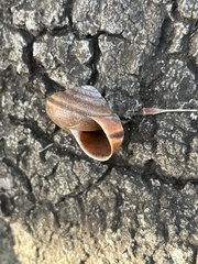 Helminthoglypta