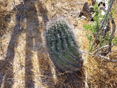Ferocactus townsendianus