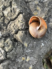 Helminthoglypta