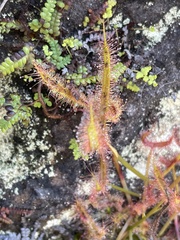 Drosera binata