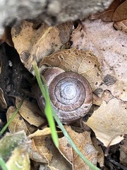 Helminthoglypta