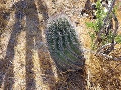Ferocactus townsendianus
