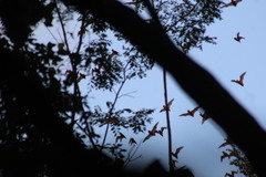 Nyctinomops laticaudatus