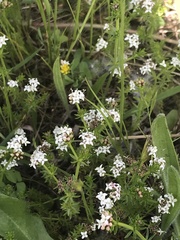 Asperula conferta