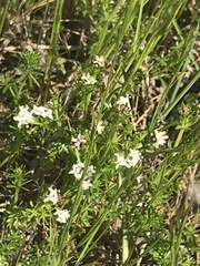 Asperula conferta