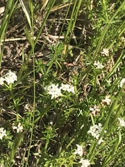 Asperula conferta