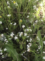 Asperula conferta