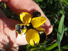 Hesperantha vaginata