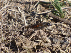 Campsomeris bistrimacula