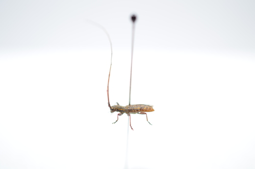 Photo of Small Mulberry Borer (Dorcaschema alternatum)