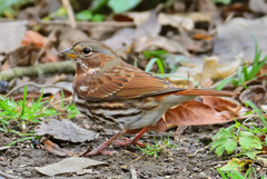 Passerella iliaca iliaca