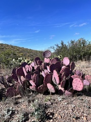 Opuntia azurea