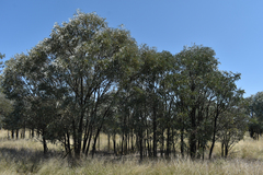 Acacia harpophylla