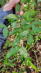 Euonymus americanus