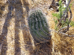 Ferocactus townsendianus