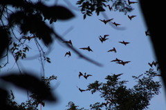 Nyctinomops laticaudatus