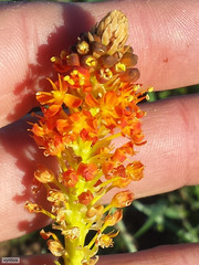 Bulbinella latifolia doleritica