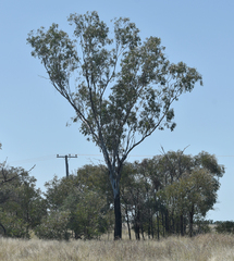 Eucalyptus cambageana