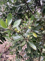 Daphnopsis caracasana
