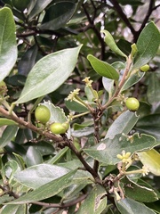 Daphnopsis caracasana