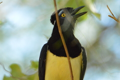 Cyanocorax chrysops