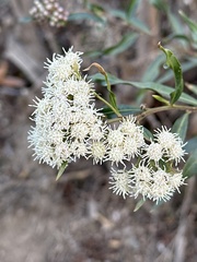 Baccharis salicifolia