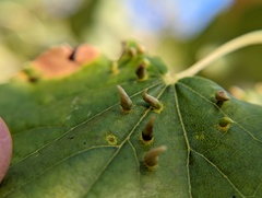 Eriophyes tiliae