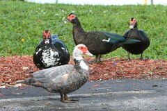 Cairina moschata domestica