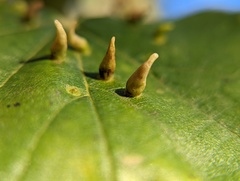 Eriophyes tiliae