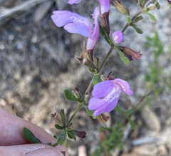 Clinopodium dentatum