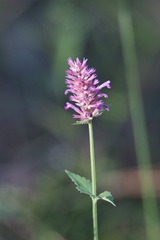 Agastache pallidiflora