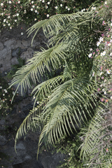 Pteris vittata
