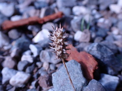 Ceratocephala testiculata