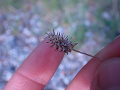 Ceratocephala testiculata