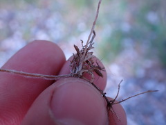 Ceratocephala testiculata