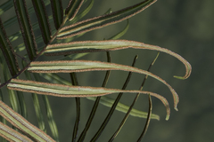 Pteris vittata