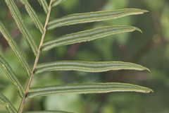 Pteris vittata